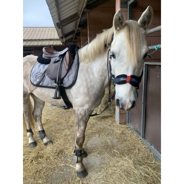 Guetres Norton grise taille poney ( S )