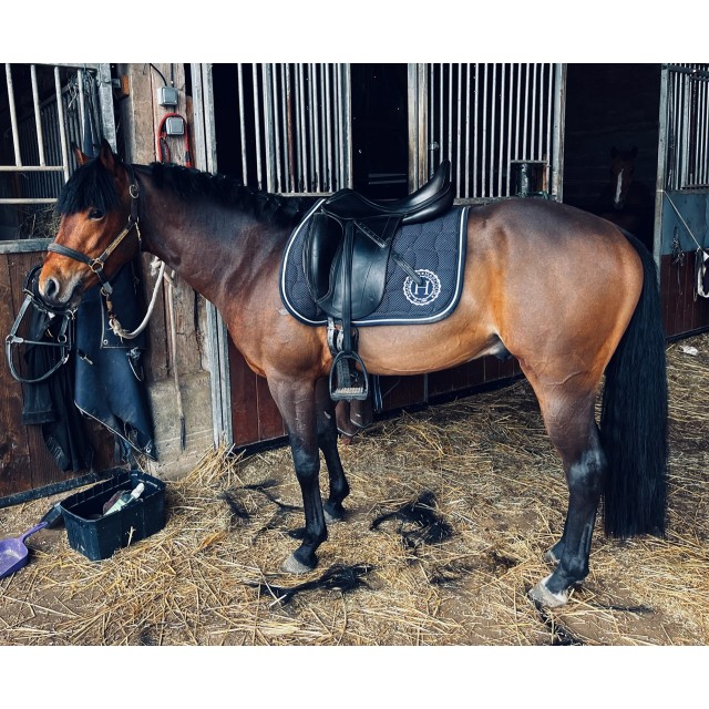 Selle dressage Équipe