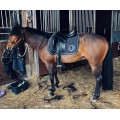 Selle dressage Équipe