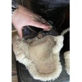 Protège boulets mouton Kentucky