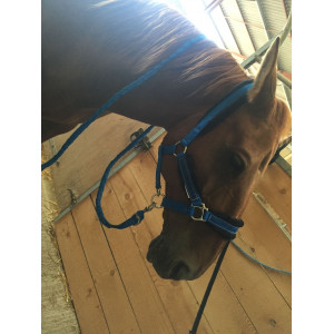 licol et longe