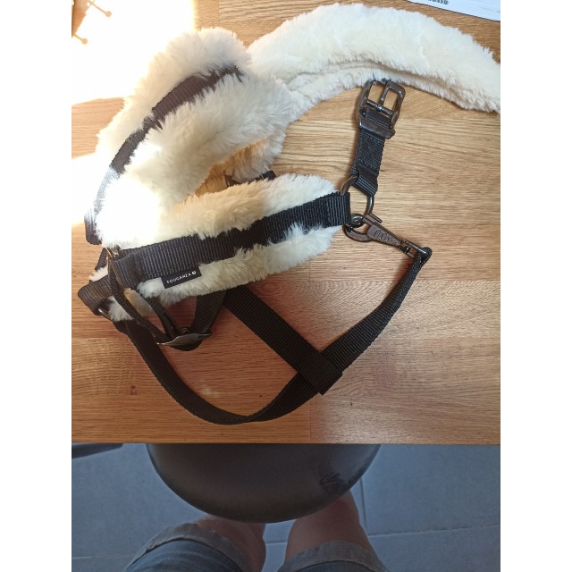 Licol mouton