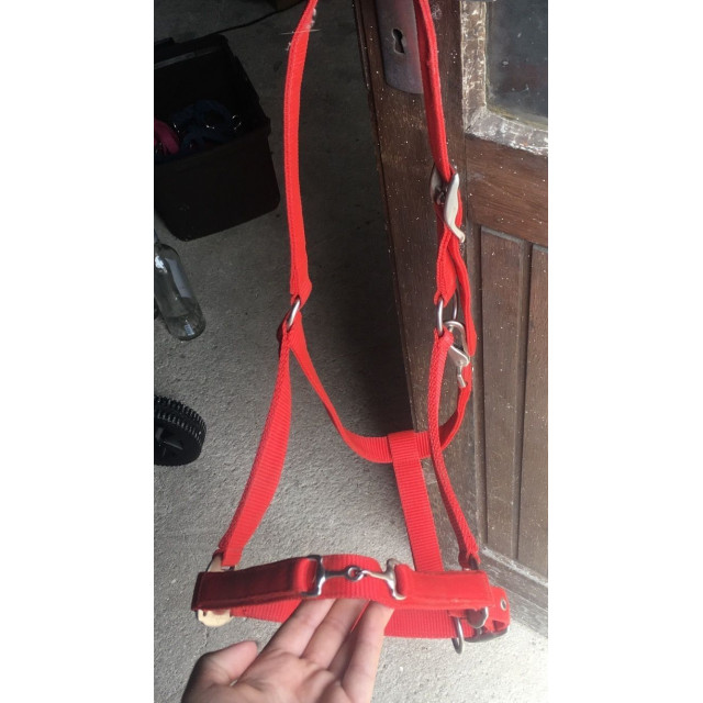 Licol rouge