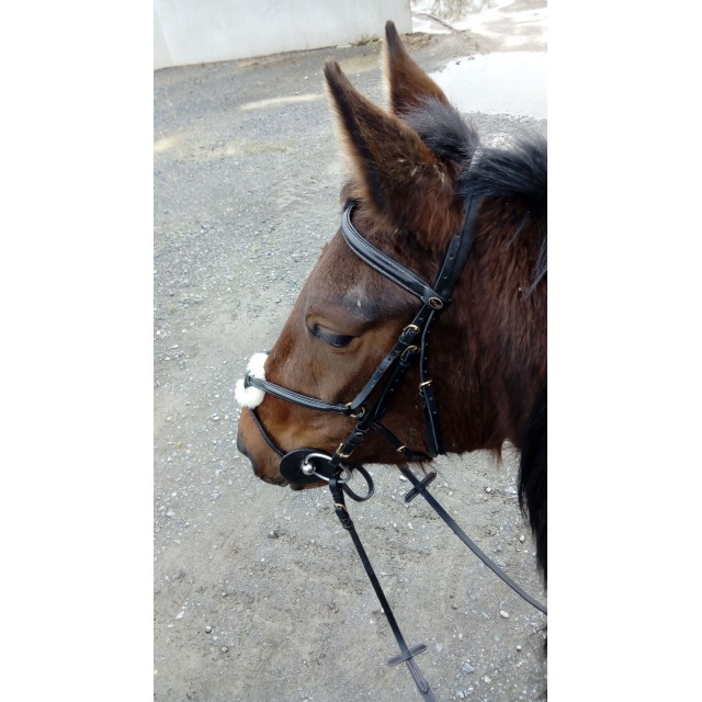Bridon Time Rider Type Assy - croisée