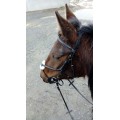 Bridon Time Rider Type Assy - croisée