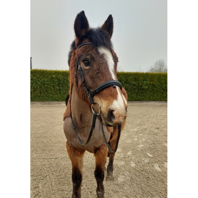Bridon COB kieffer