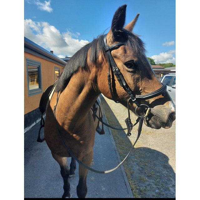 Bridon COB kieffer