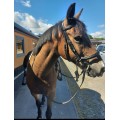 Bridon COB kieffer