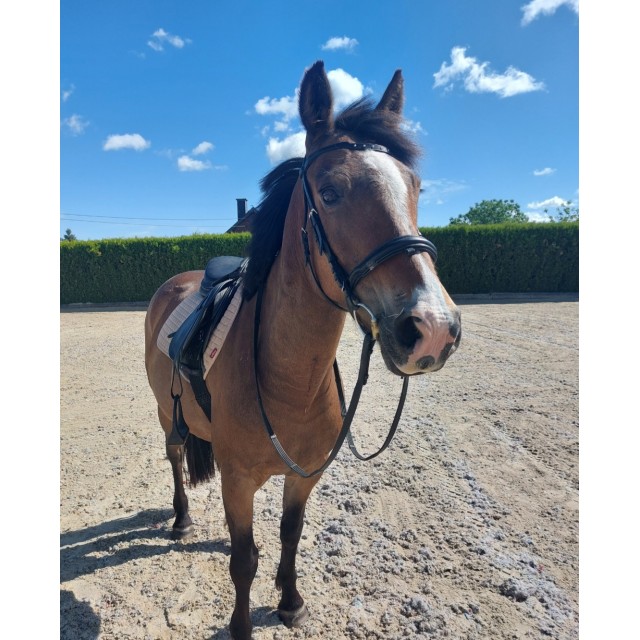 Bridon COB kieffer