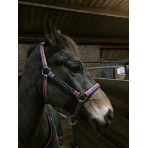 Licol et anti mouche