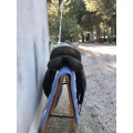 selle de dressage 16,5 BDV