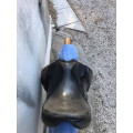 selle de dressage 16,5 BDV