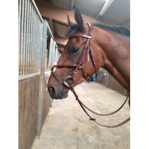 Bridon muserolle croisée