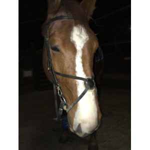 Filet CSO Muserolle croisée