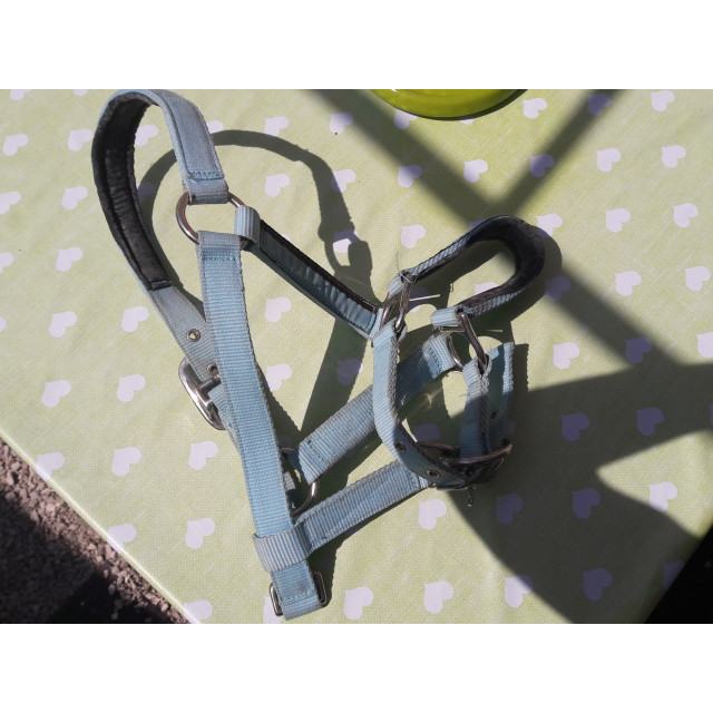 Licol poney bleu clair avec/sans longe