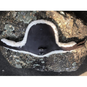 Sangle bavette mouton time ride 115cm