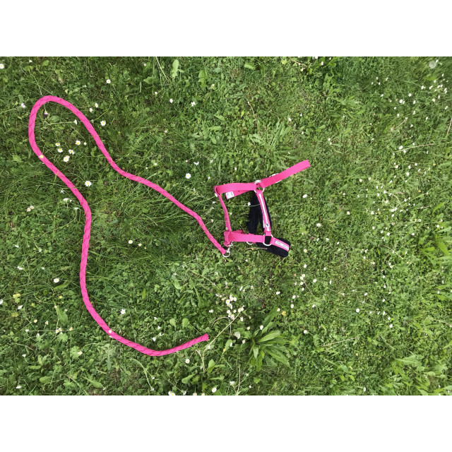 Licol mouton synthétique  Fonganza