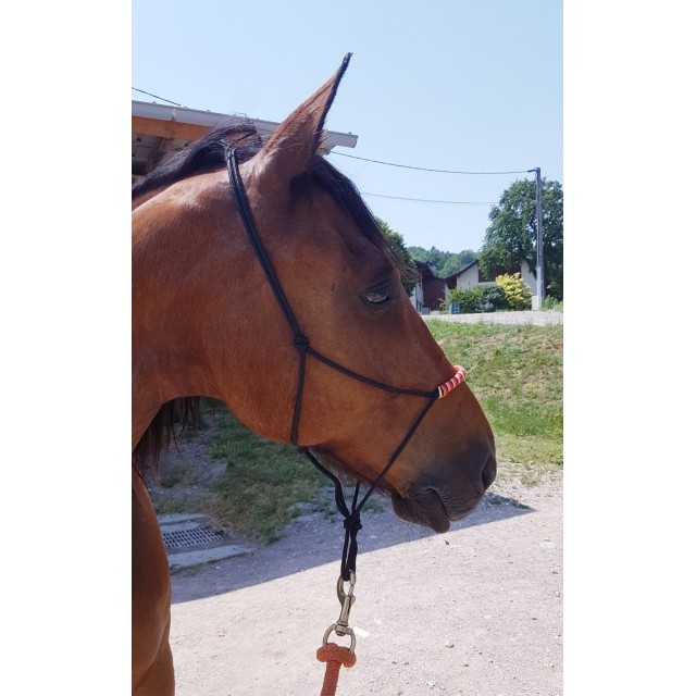 Licol éthologique cheval