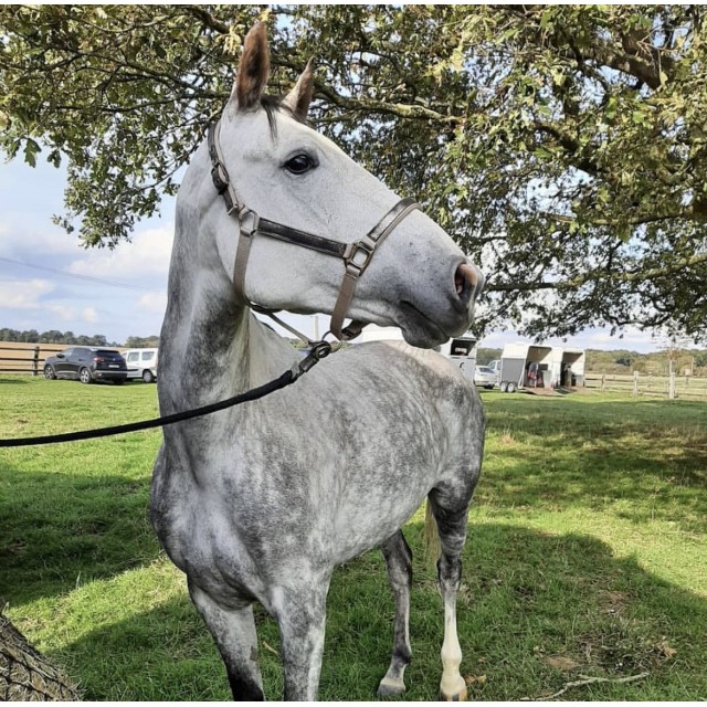Licol beige + longe noire