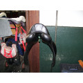 selle de dressage Childeric