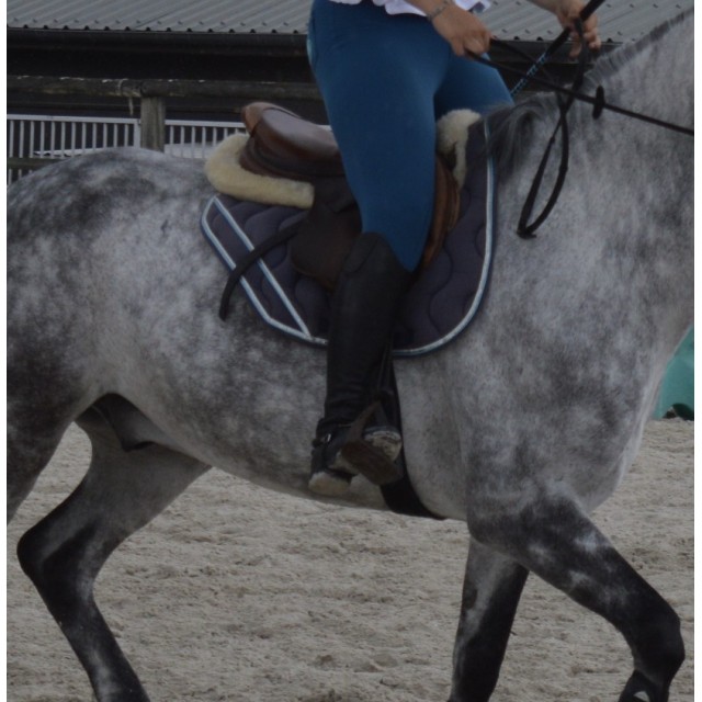 Tapis coupé sport bleu marine