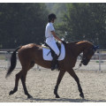 Selle dressage Wintec Pro Cair 17,5’+ Sangle courte