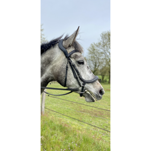 Filet anatomique noir Forestier