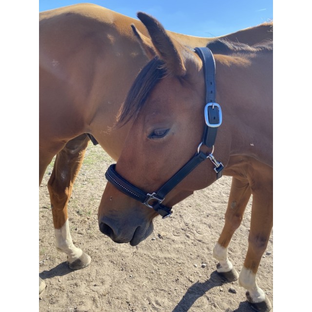 Licol en cuir cheval shop