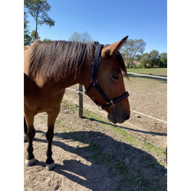 Licol en cuir cheval shop