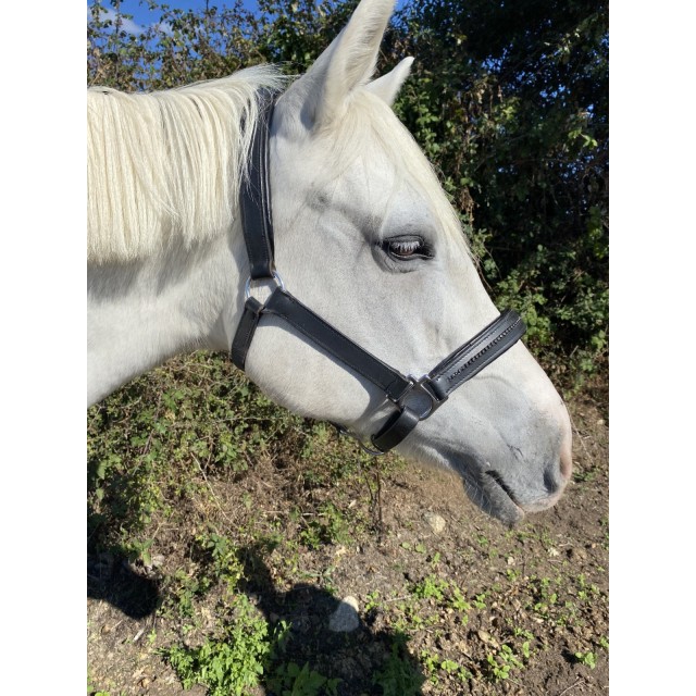 Licol en cuir cheval shop