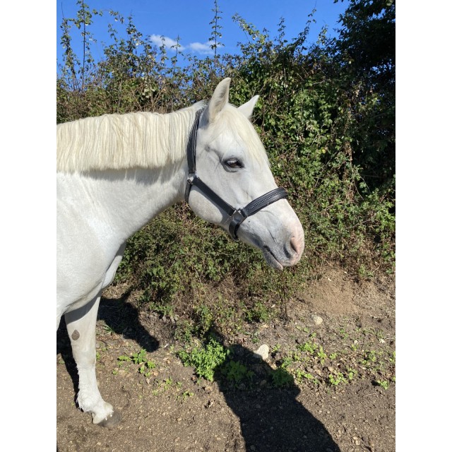 Licol en cuir cheval shop