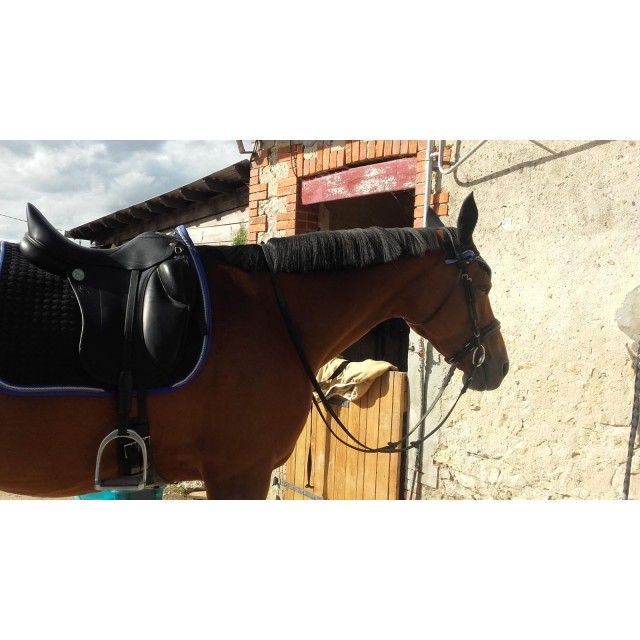 Selle de dressage 18'5