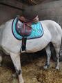Selle DEVOUCOUX Biarritz 17.5 toute équipée