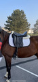 Selle de dressage Eric Thomas 17"
