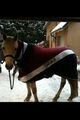 Couverture polaire intégrale Eskadron