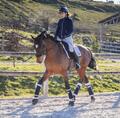Ensemble Cavalleria Toscana dressage