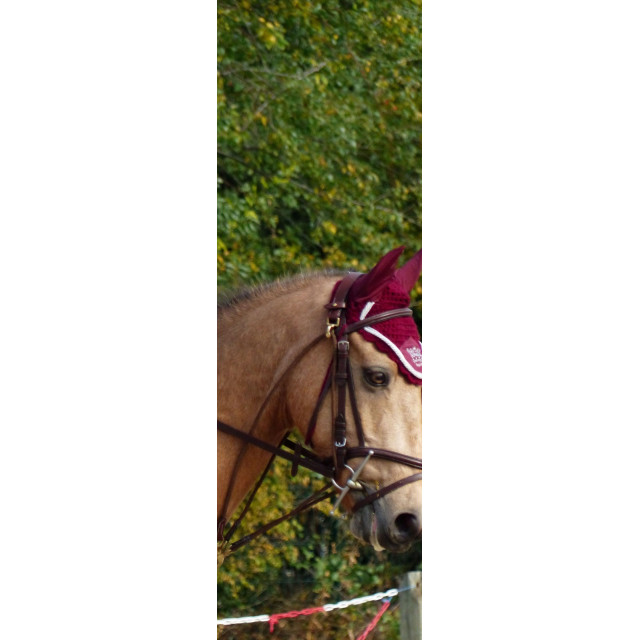 Ensemble bordeaux equithème poney