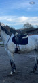Selle Equipe 16,5 avec sa bavette 60cm