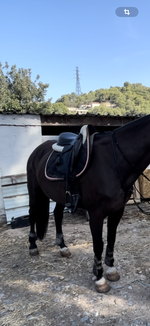 Selle Equipe 16,5 avec sa bavette 60cm