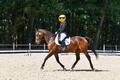 selle dressage Stübben