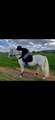 Tapis Kentucky