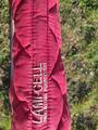 Tapis Lamicel rouge