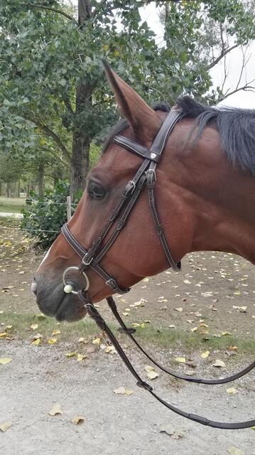 Filet Cheval