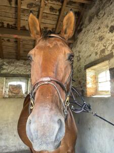 Filet chetak taille cheval havane