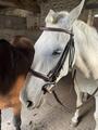 Filet chetak taille cheval havane