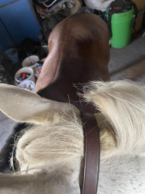 Filet chetak taille cheval havane