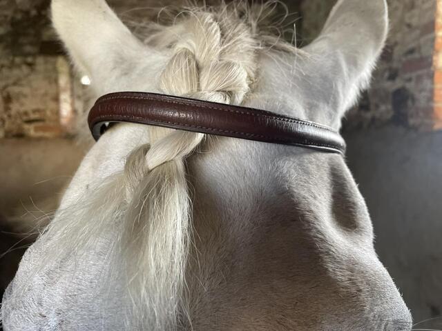 Filet chetak taille cheval havane