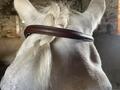 Filet chetak taille cheval havane