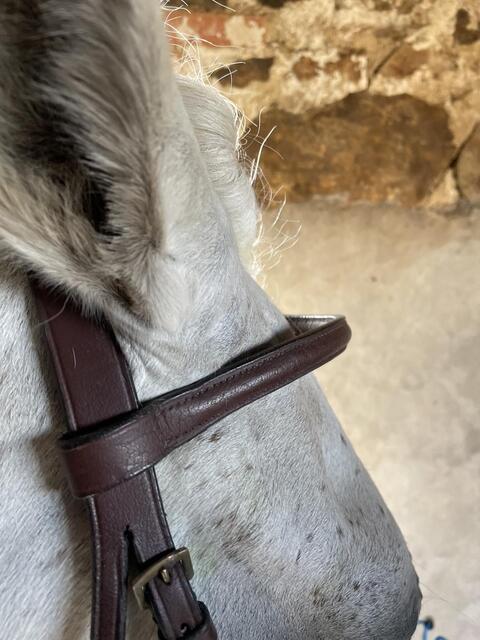 Filet chetak taille cheval havane