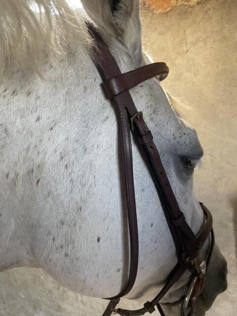 Filet chetak taille cheval havane